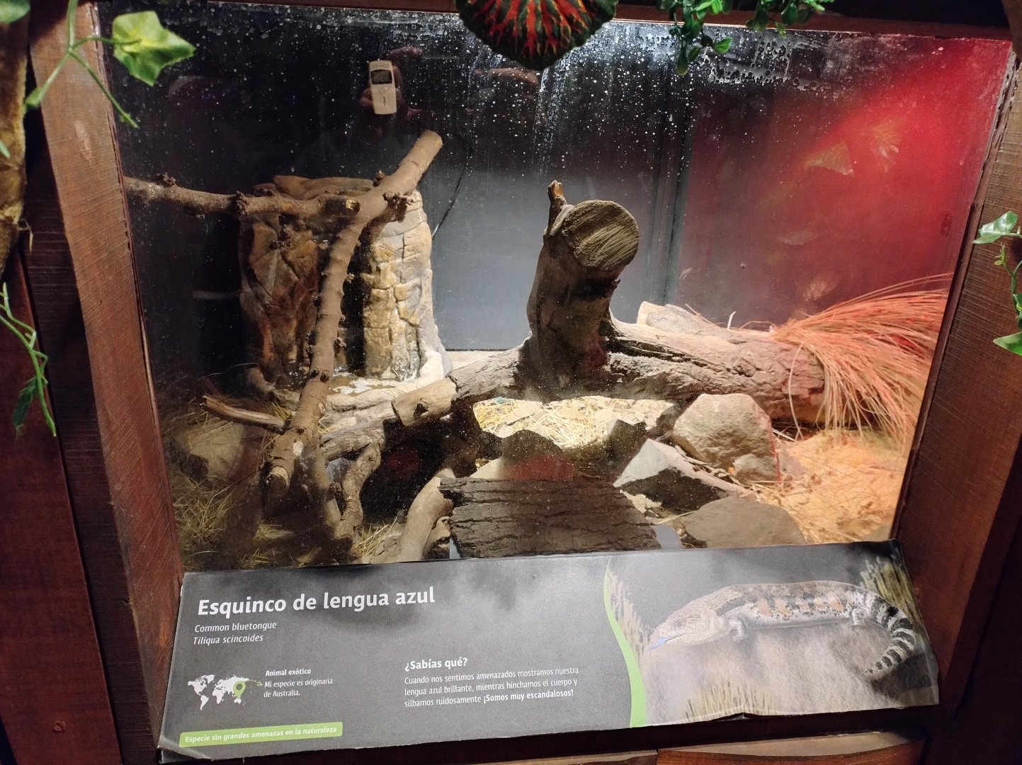 Reptile house skink exhibit - Santiago zoo (Zoologico nacional)