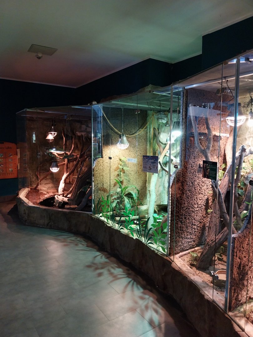 Reptile House - Skinks & Basilisks