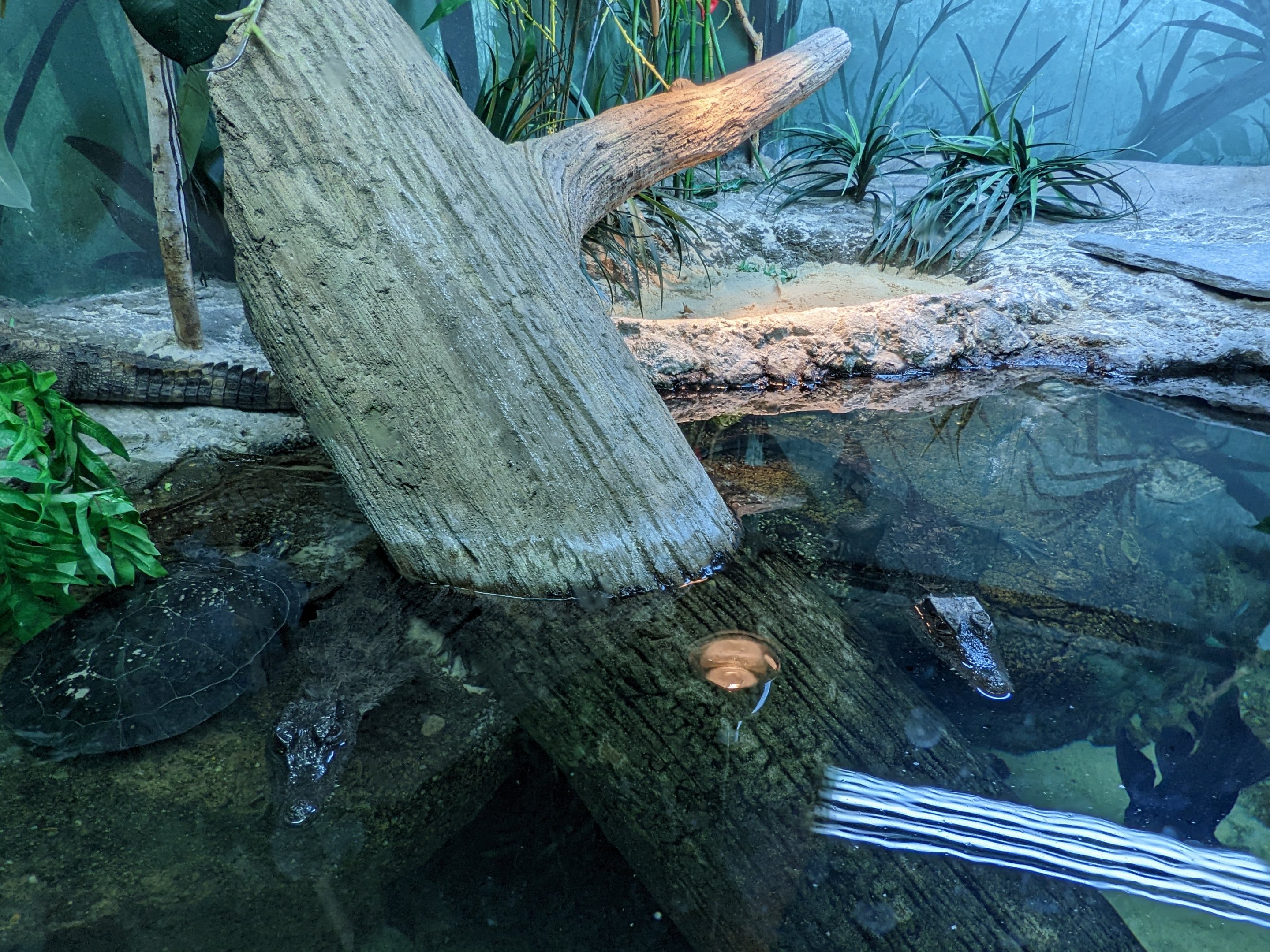 Reptile House - Smooth caiman