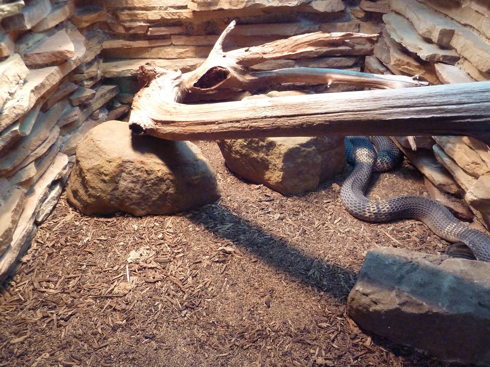 Reptile House - Snouted Cobra Exhibit