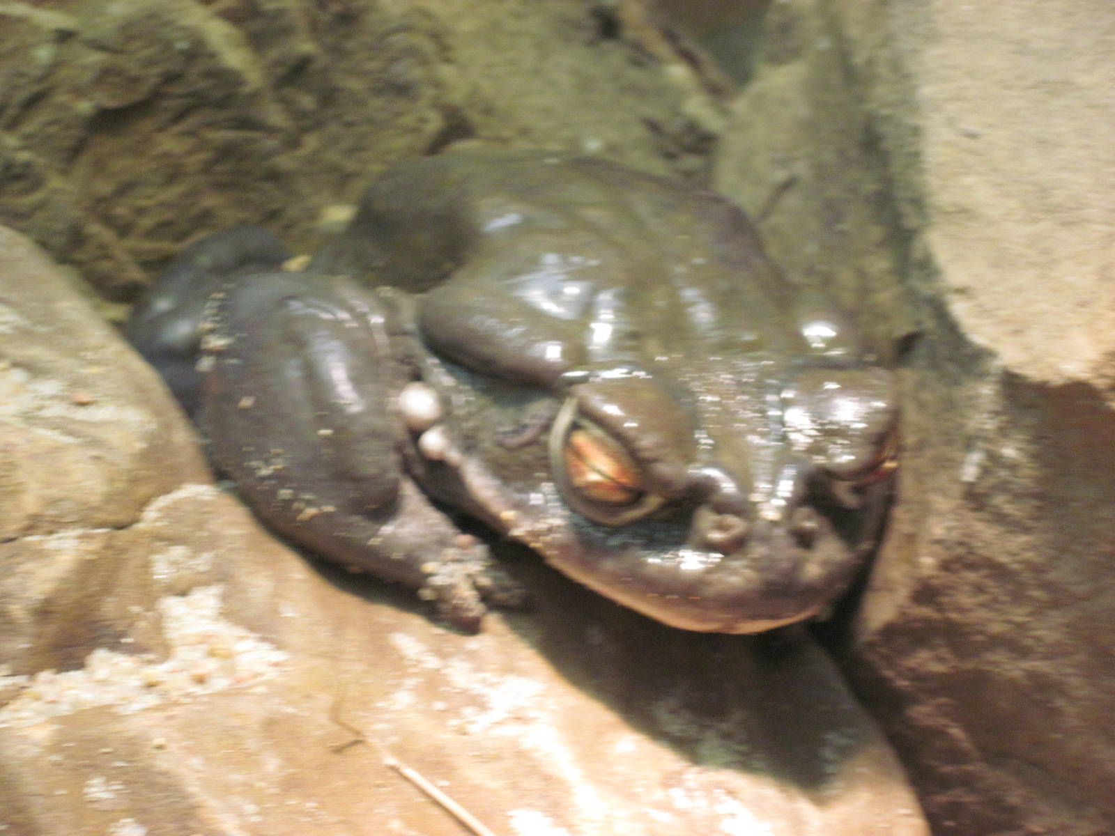 Reptile House-Sonoran Desert Toad
