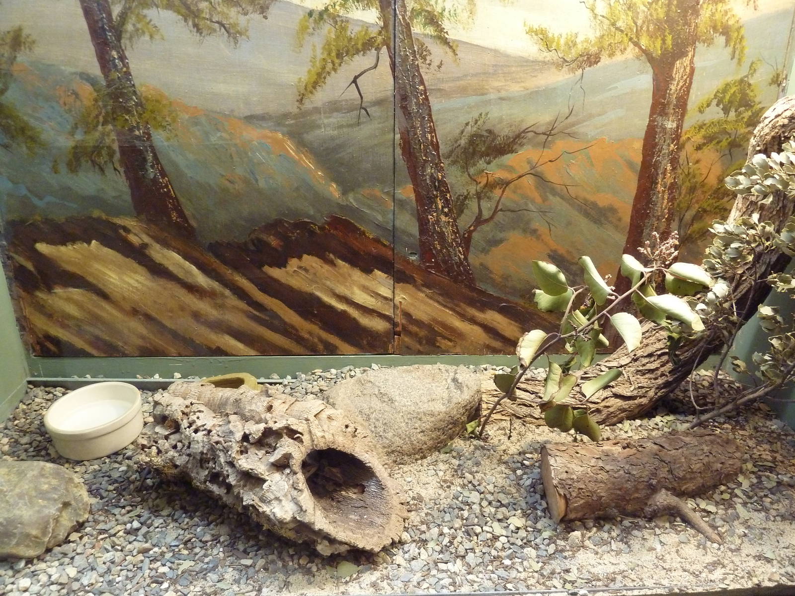 Reptile House - Southern Alligator Lizard Exhibit