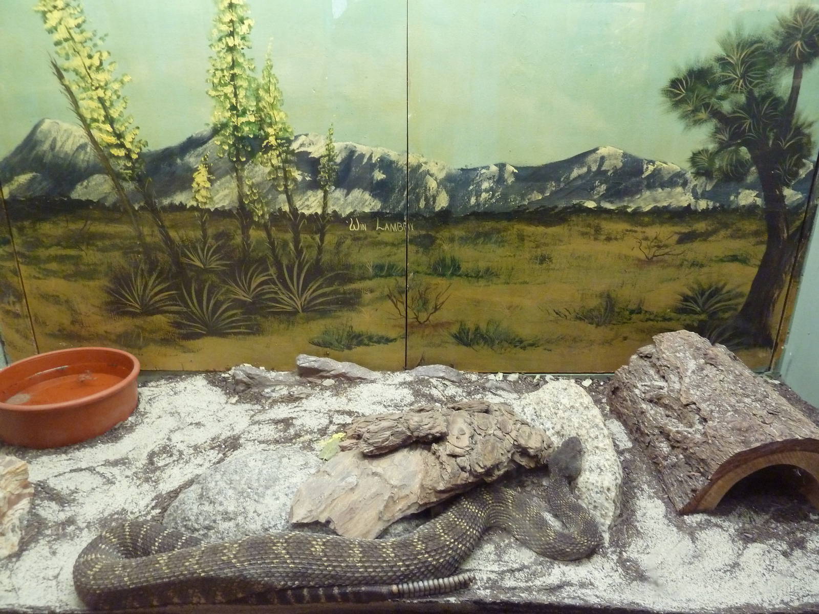 Reptile House - Southern Pacific Rattlesnake Exhibit