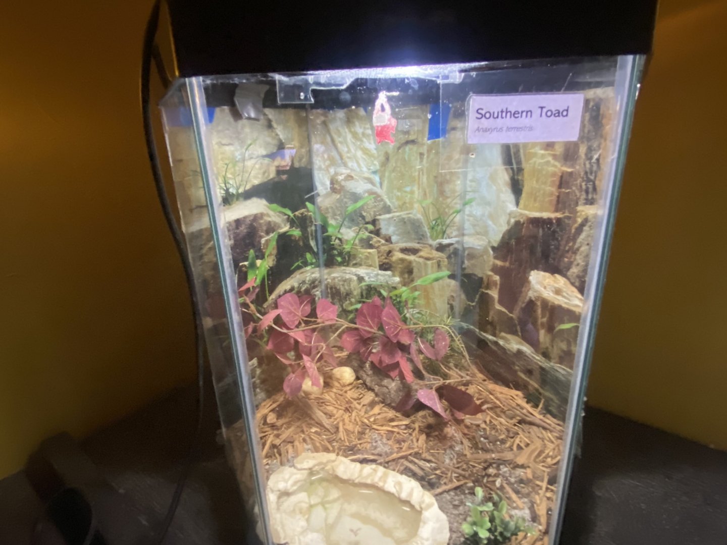 Reptile House - Southern Toad Terrarium