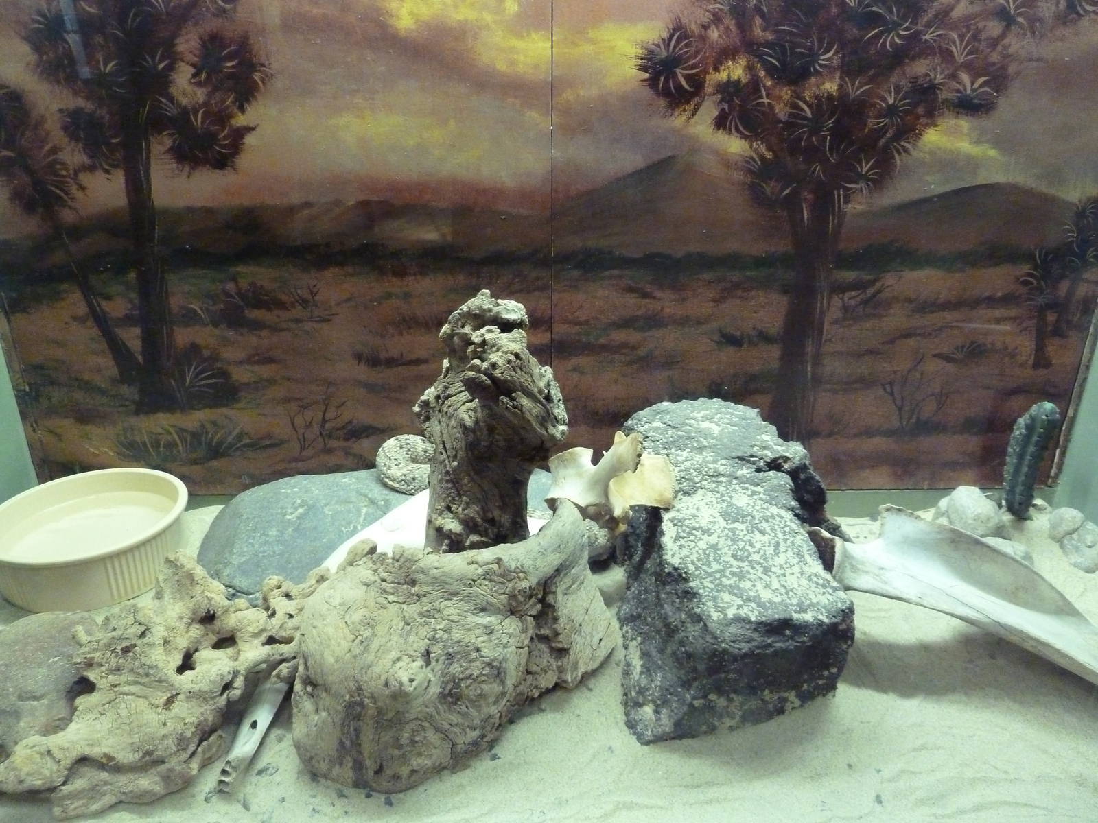 Reptile House - Southwestern Speckled Rattlesnake Exhibit