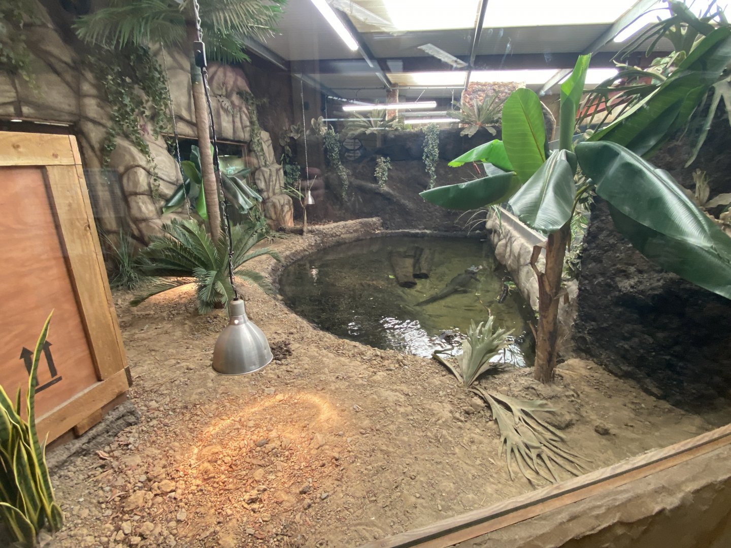 Reptile House - Spectacled caiman exhibit 030924