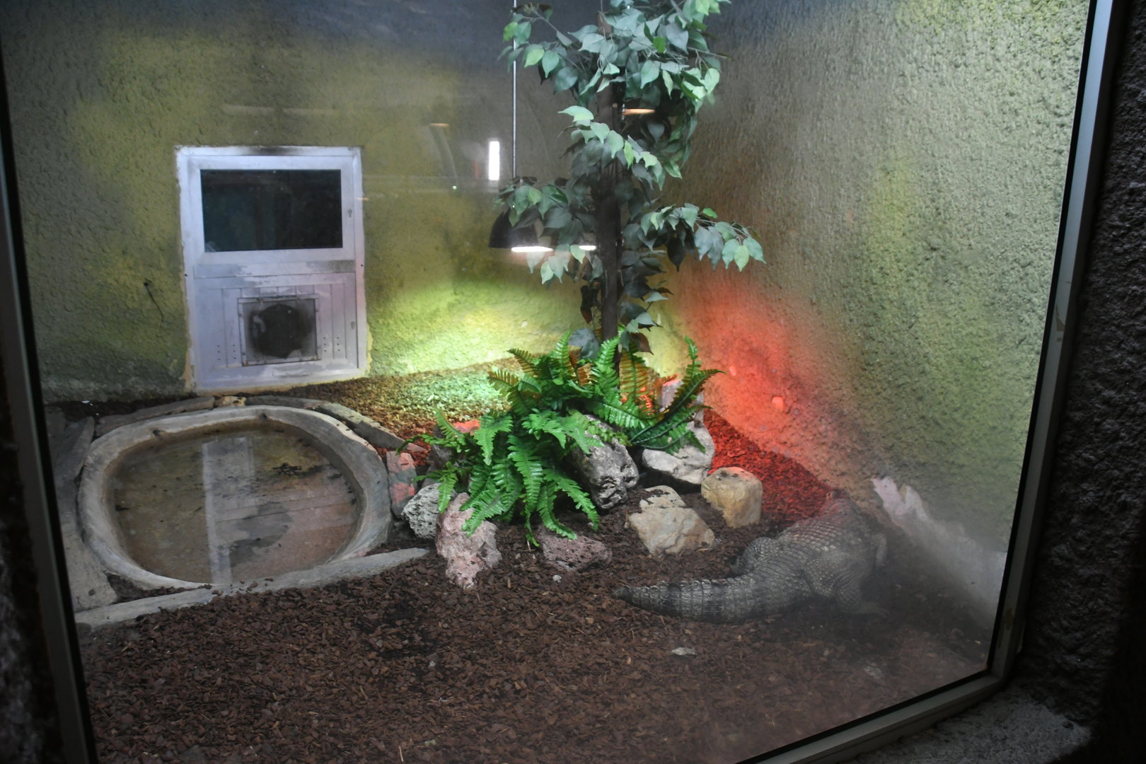 Reptile House (Spectacled Caiman exhibit)