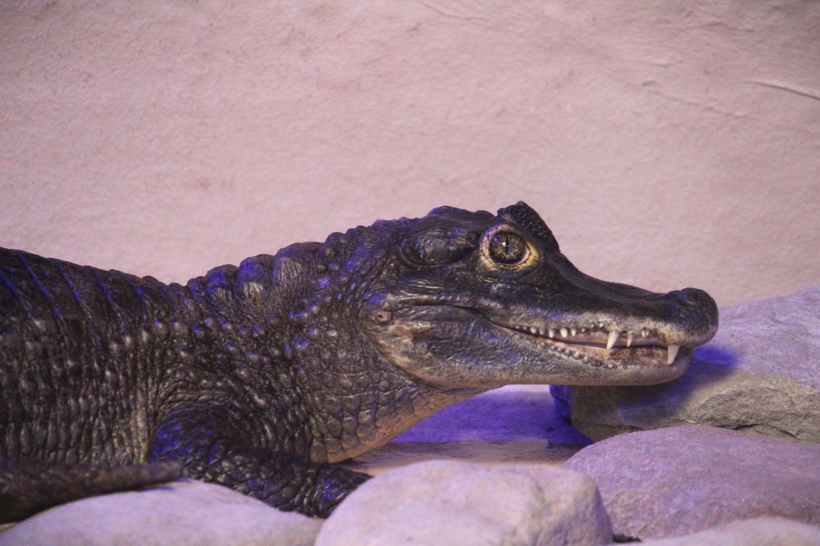 Reptile House - Spectacled Caiman