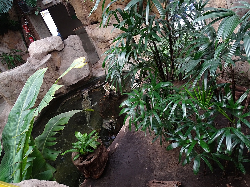 Reptile house - Spectacled caimans