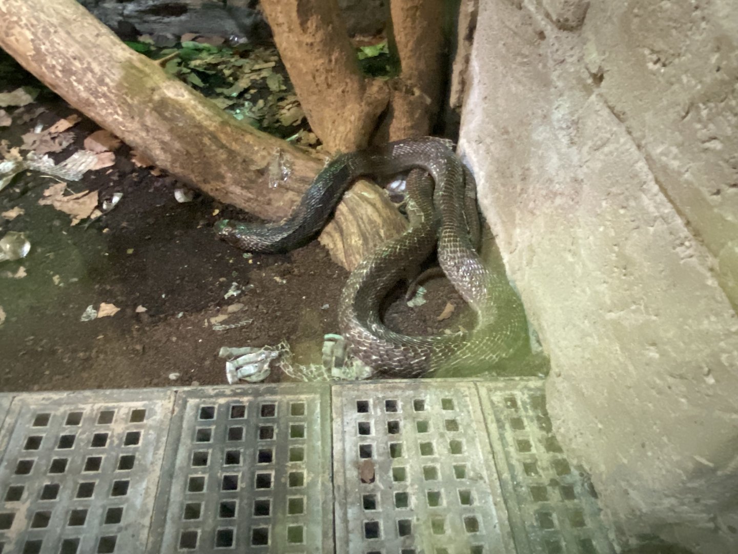 Reptile House - Spectacled cobra 280222