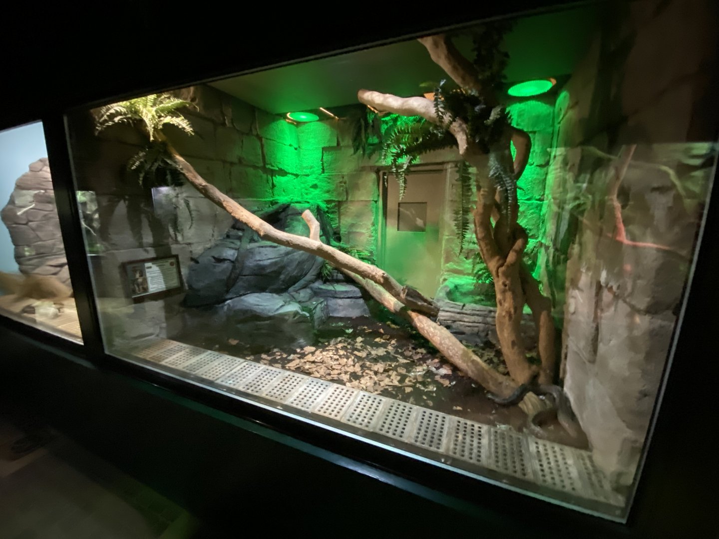 Reptile House - Spectacled cobra exhibit 280222