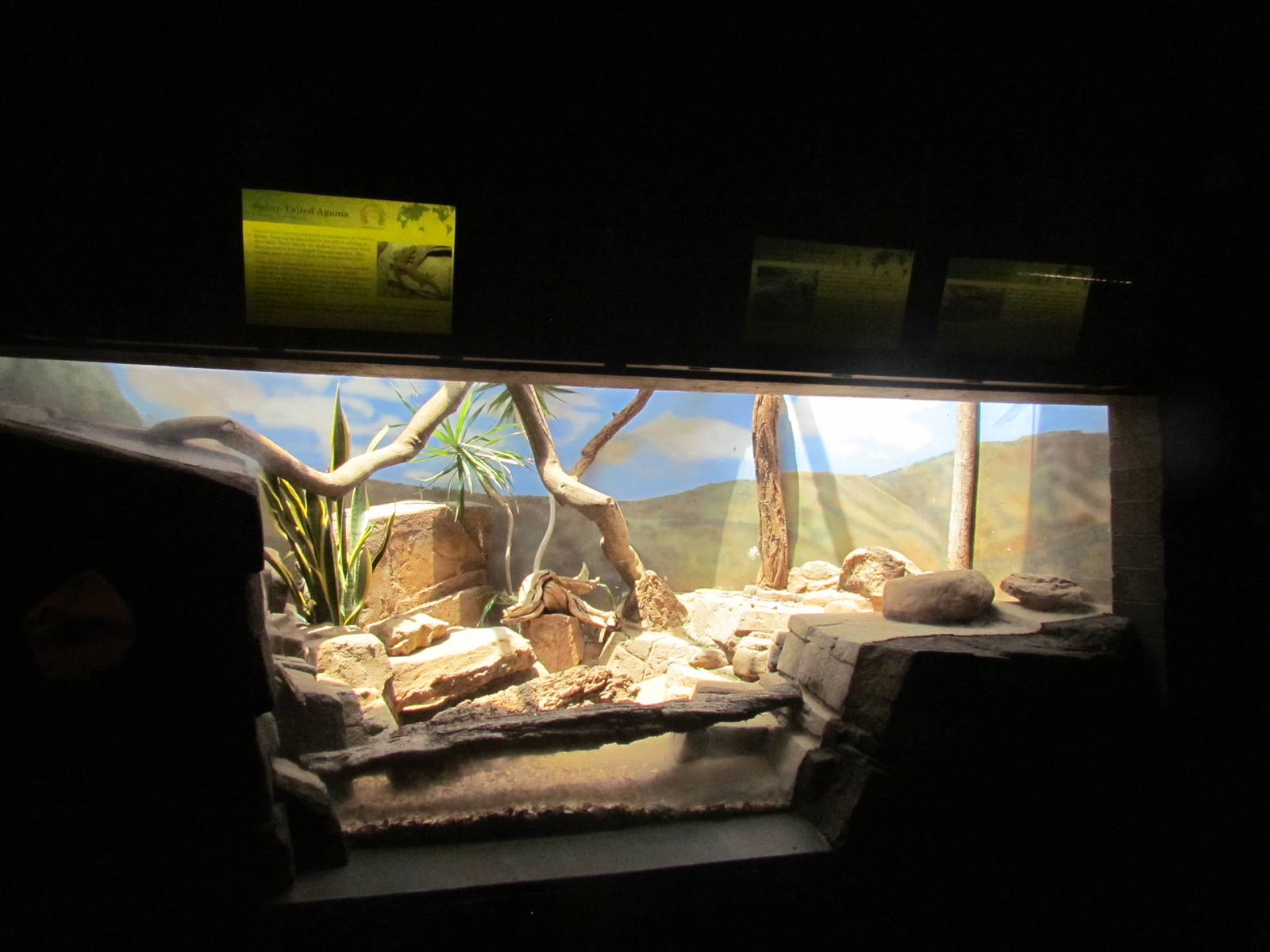 Reptile House - Spiny-tailed Agama, Pancake Tortoise