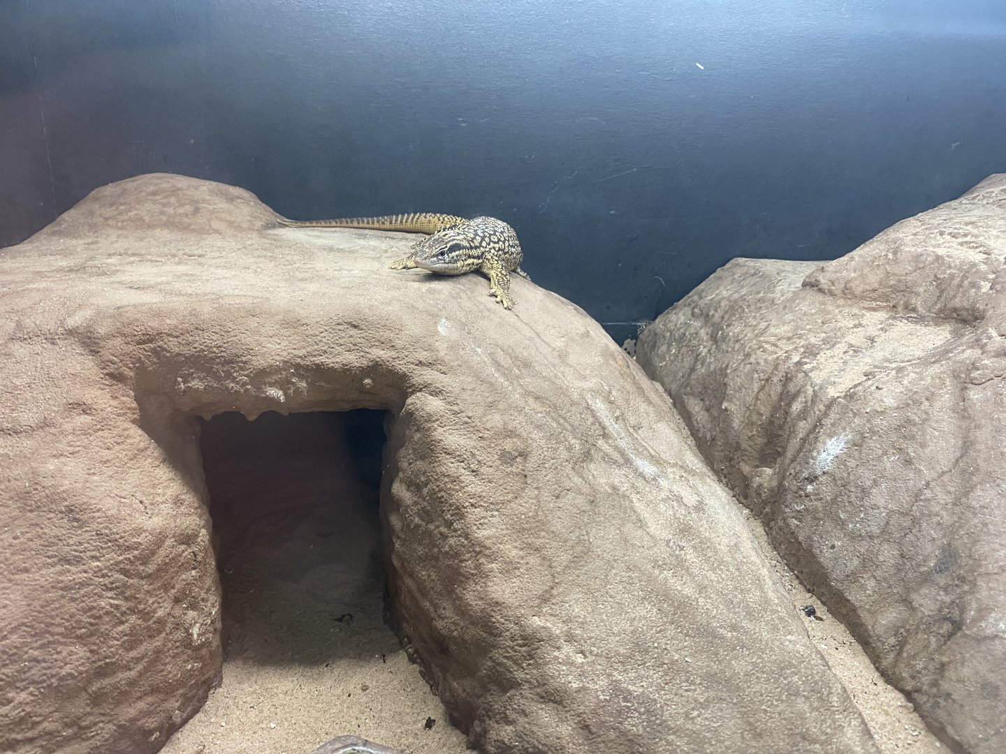 Reptile House - Spiny-tailed monitor 231022