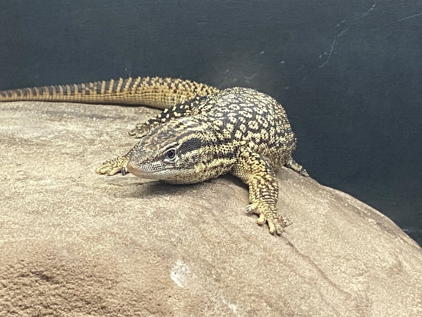 Reptile House - Spiny-tailed monitor 231022