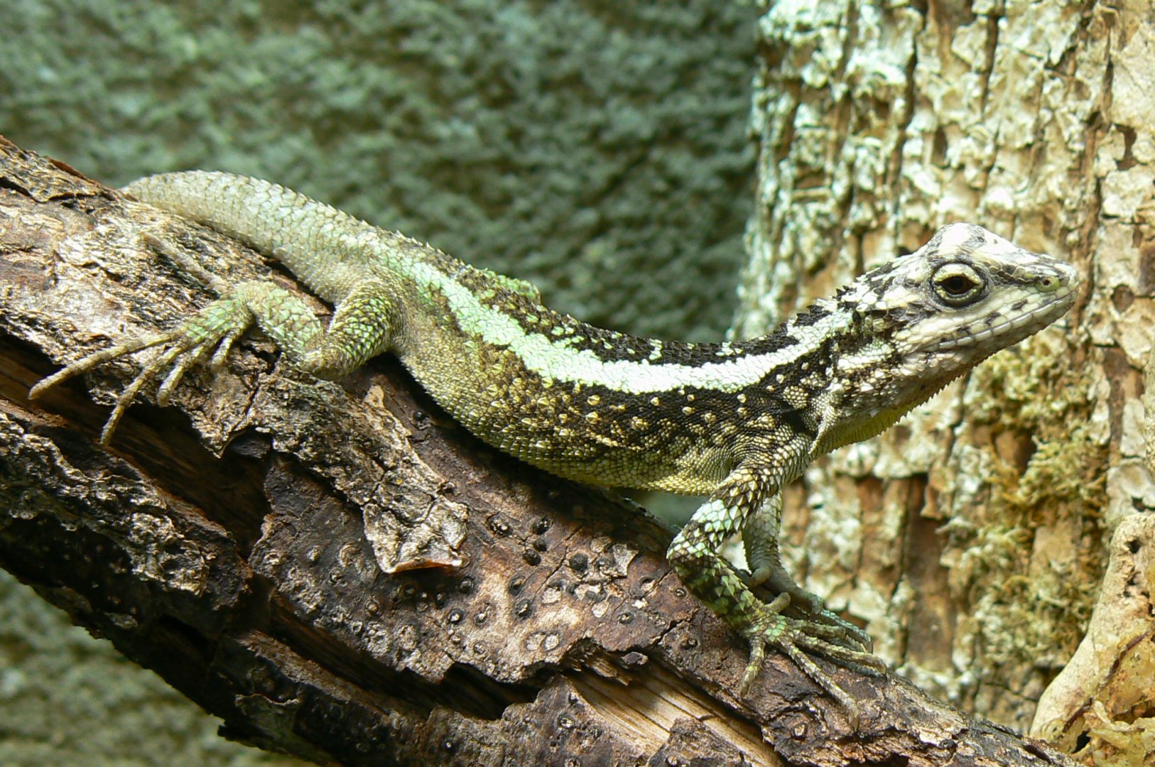 Reptile house - splendid japalure