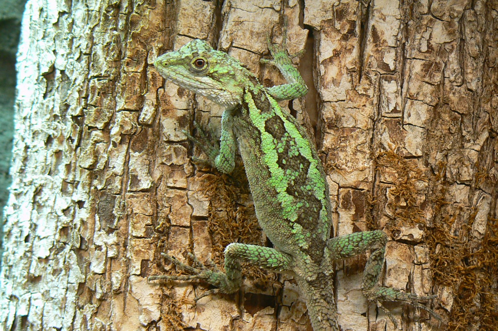Reptile house - splendid japalure