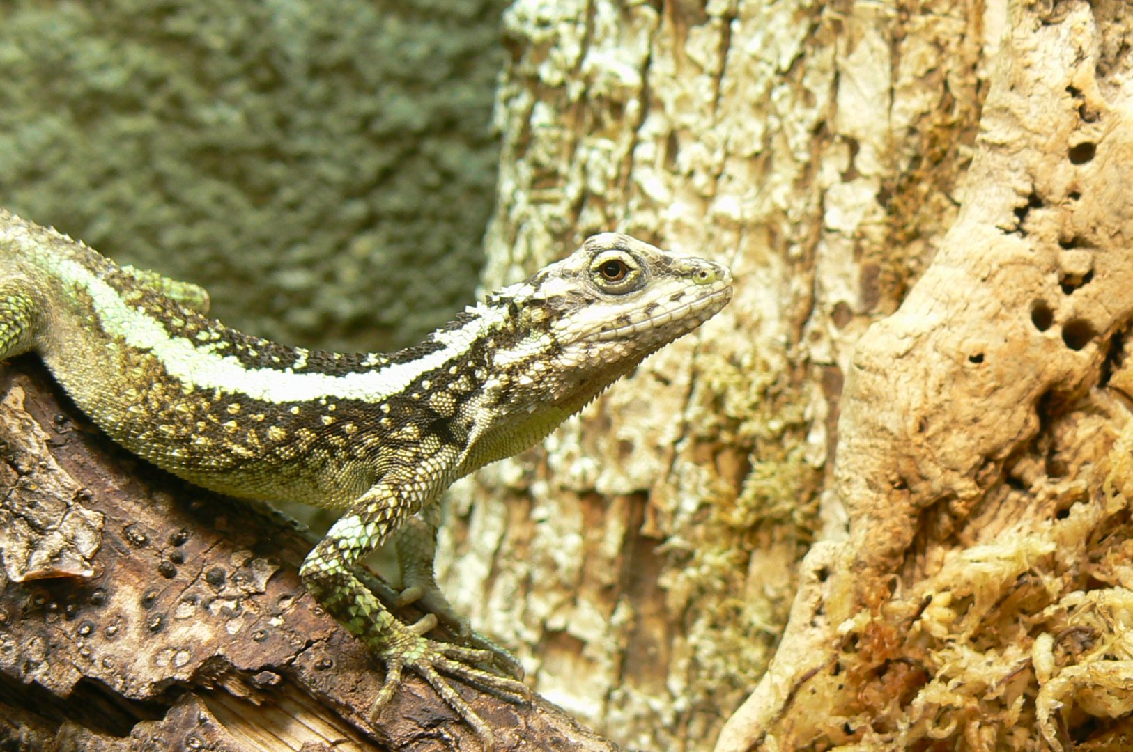 Reptile house - splendid japalure