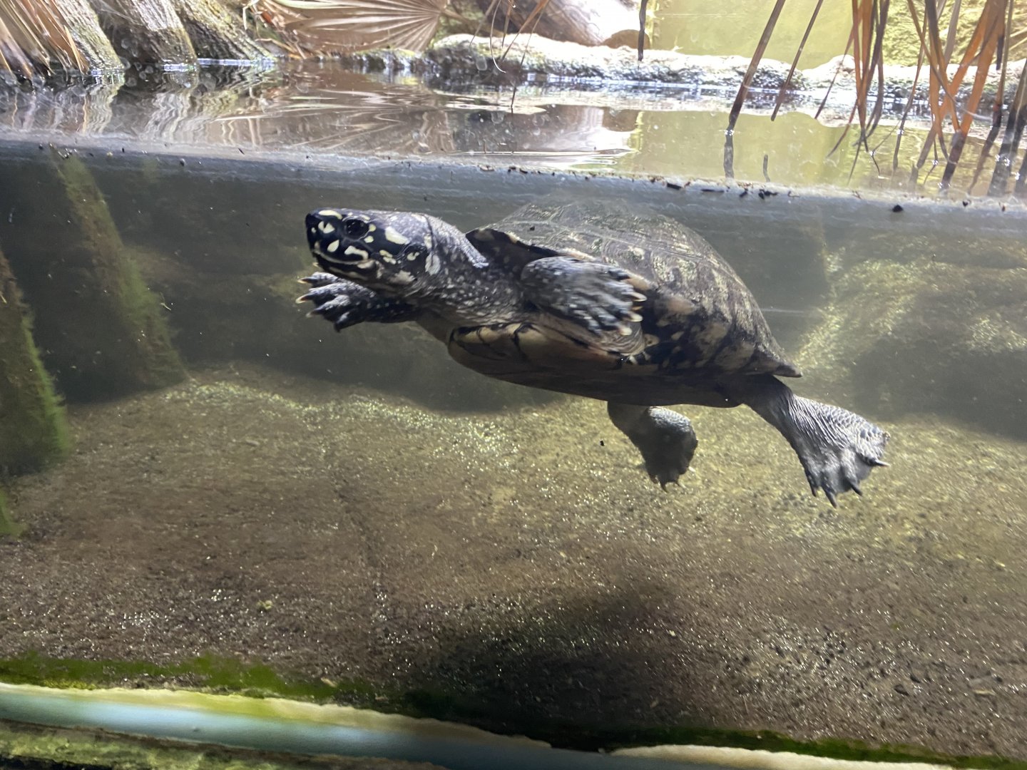 Reptile House - Spotted pond turtle 180322