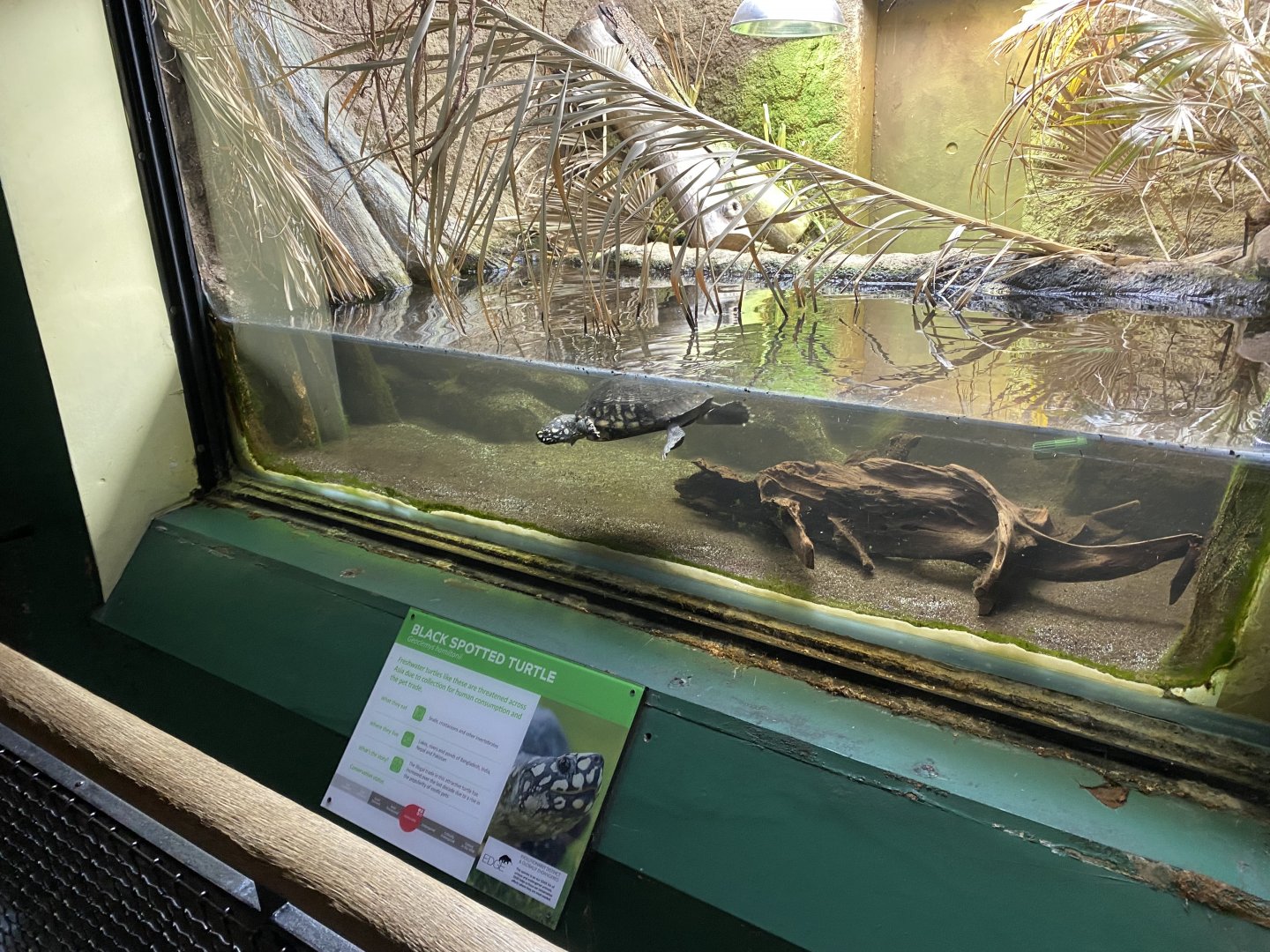 Reptile House - Spotted pond turtle exhibit 180322