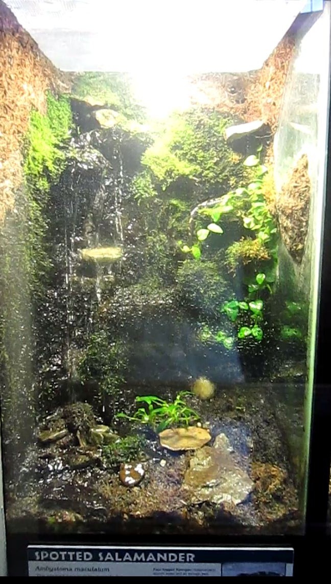 Reptile House-Spotted Salamander exhibit