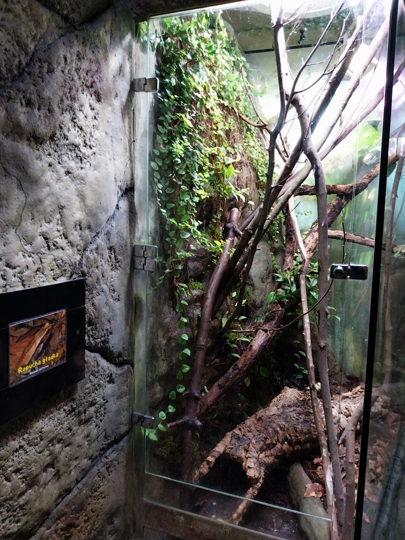 Reptile House - Spotted toad exhibit