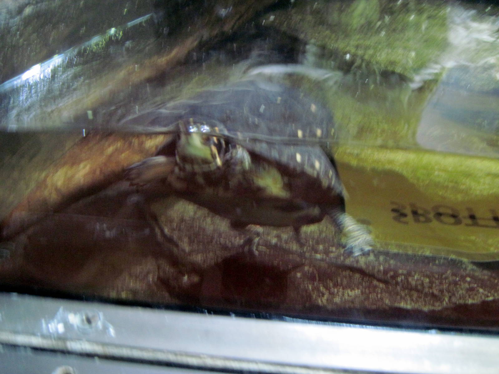 Reptile House-Spotted Turtle