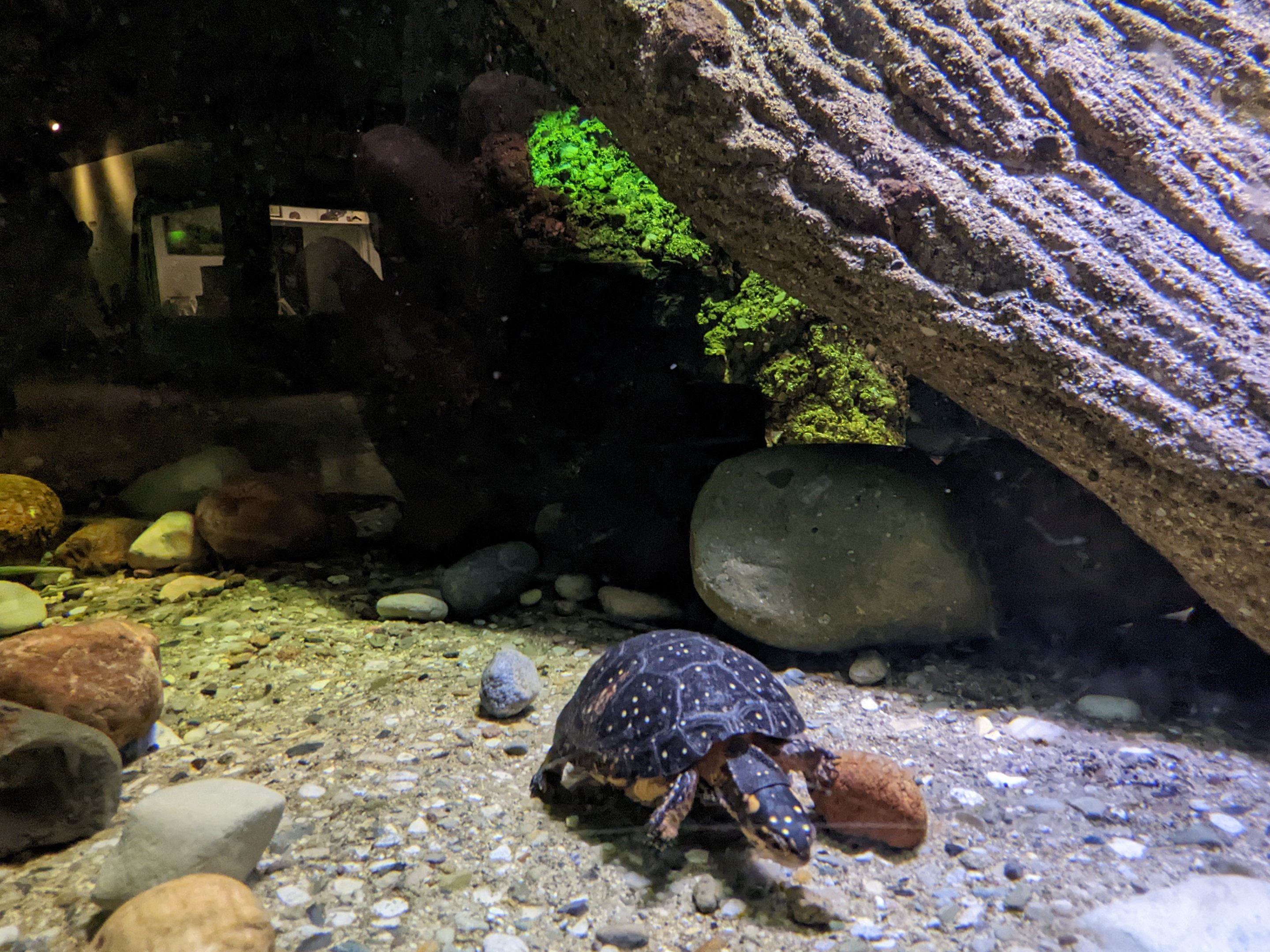 Reptile House - Spotted turtle