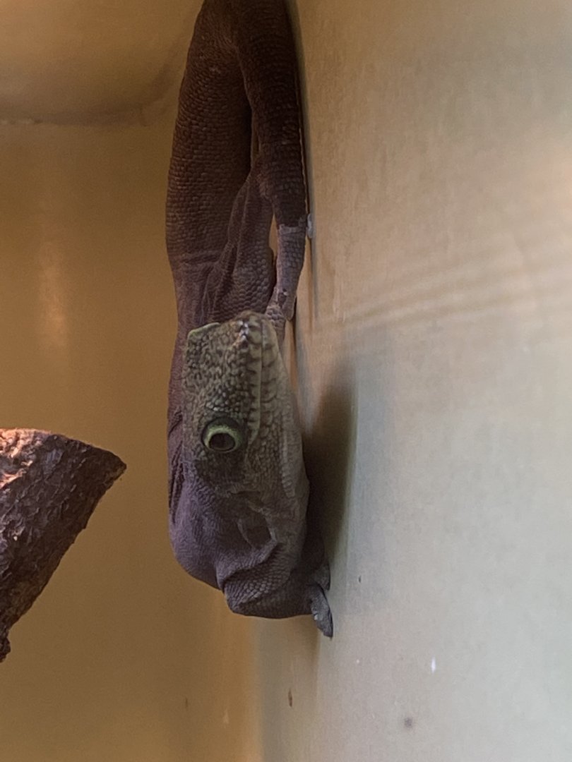 Reptile House - Standing's day gecko 190622