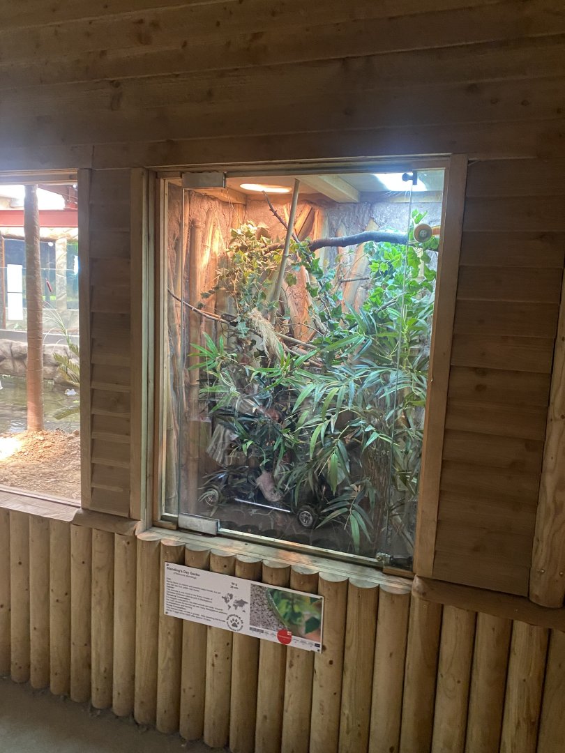 Reptile House - Standing’s day gecko exhibit 030924