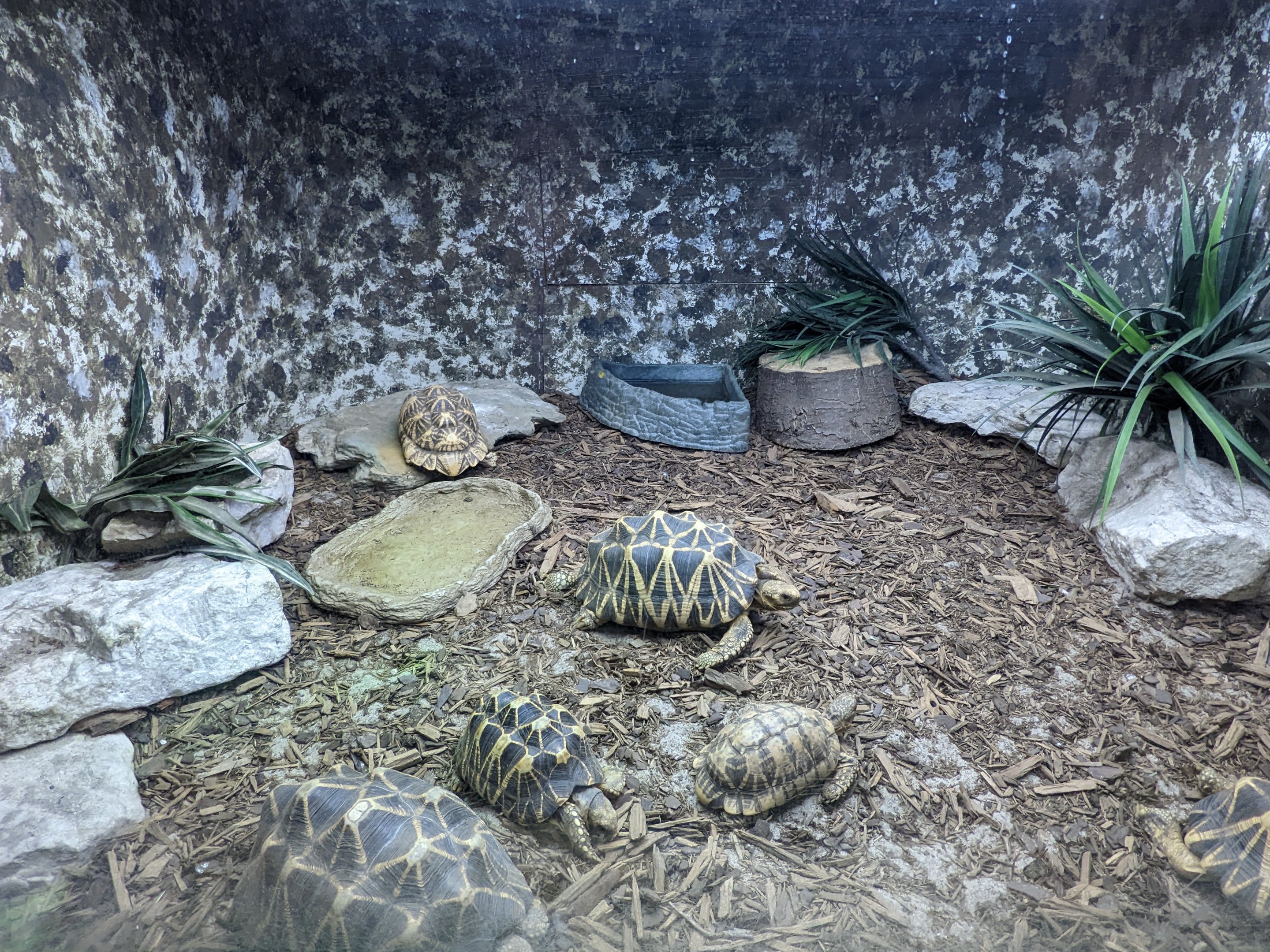 Reptile House - star tortoise