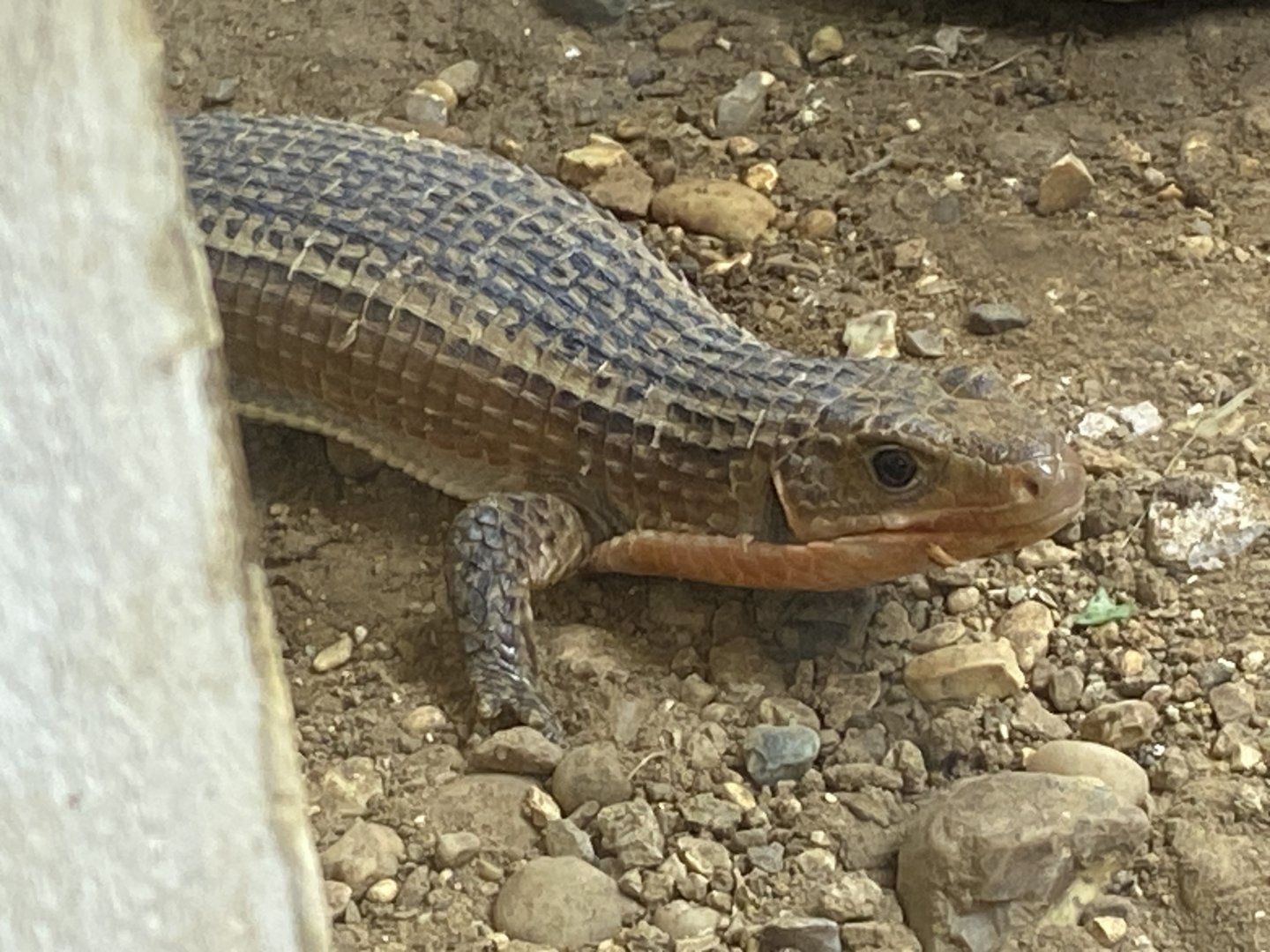 Reptile House - Sudan plated lizard 130925