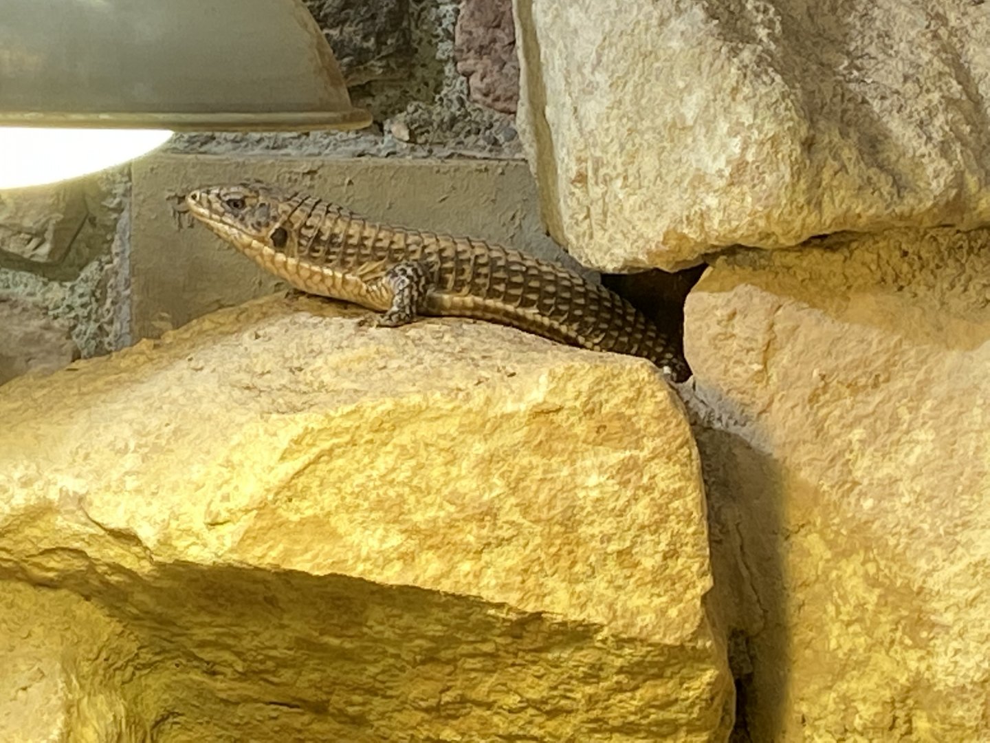 Reptile House - Sudan plated lizard 190622
