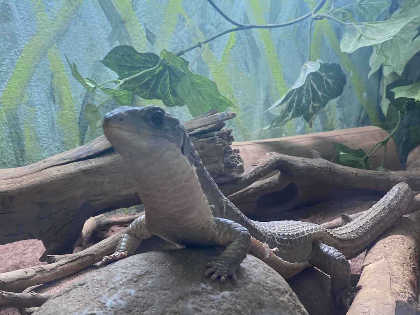 Reptile House - Sudan plated lizard 231022