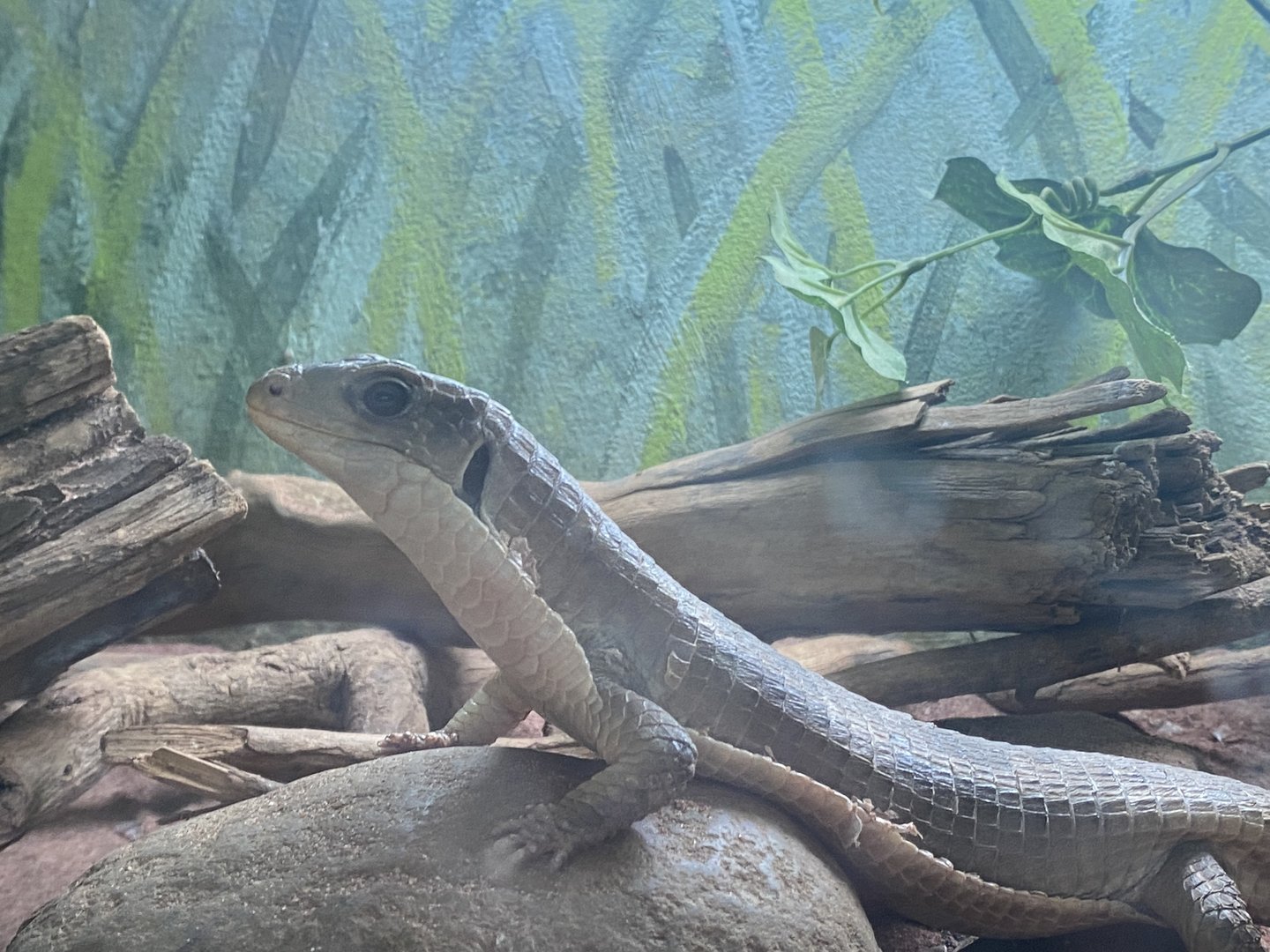 Reptile House - Sudan plated lizard 231022