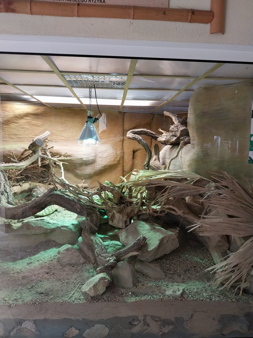 Reptile house - Sudan Plated Lizard and Leopard Tortoise exhibit