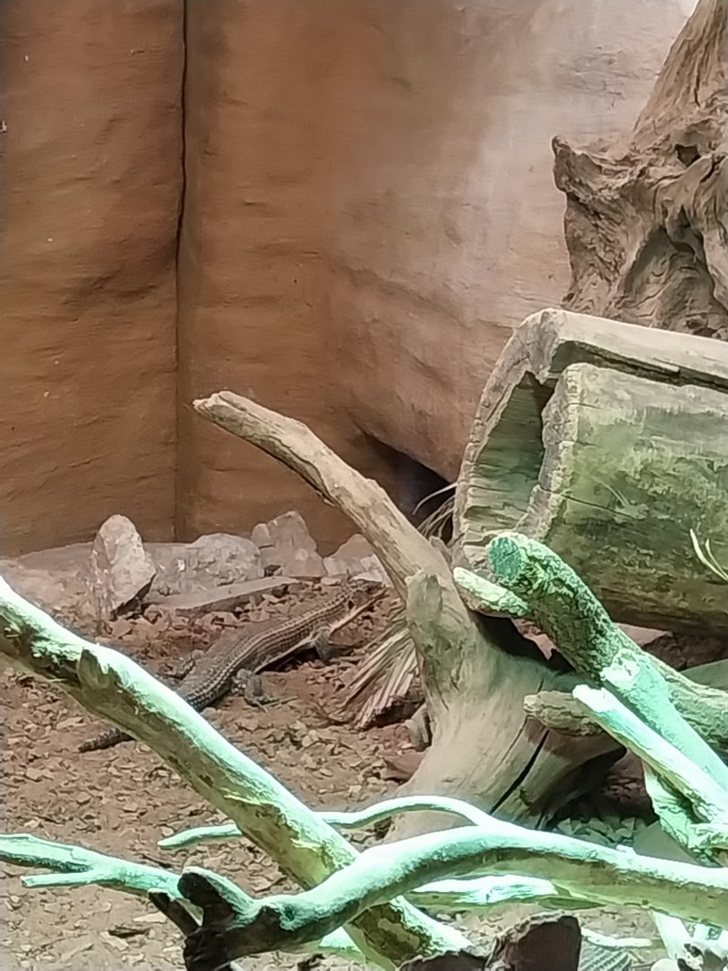 Reptile house - Sudan Plated Lizard (Broadleysaurus major)