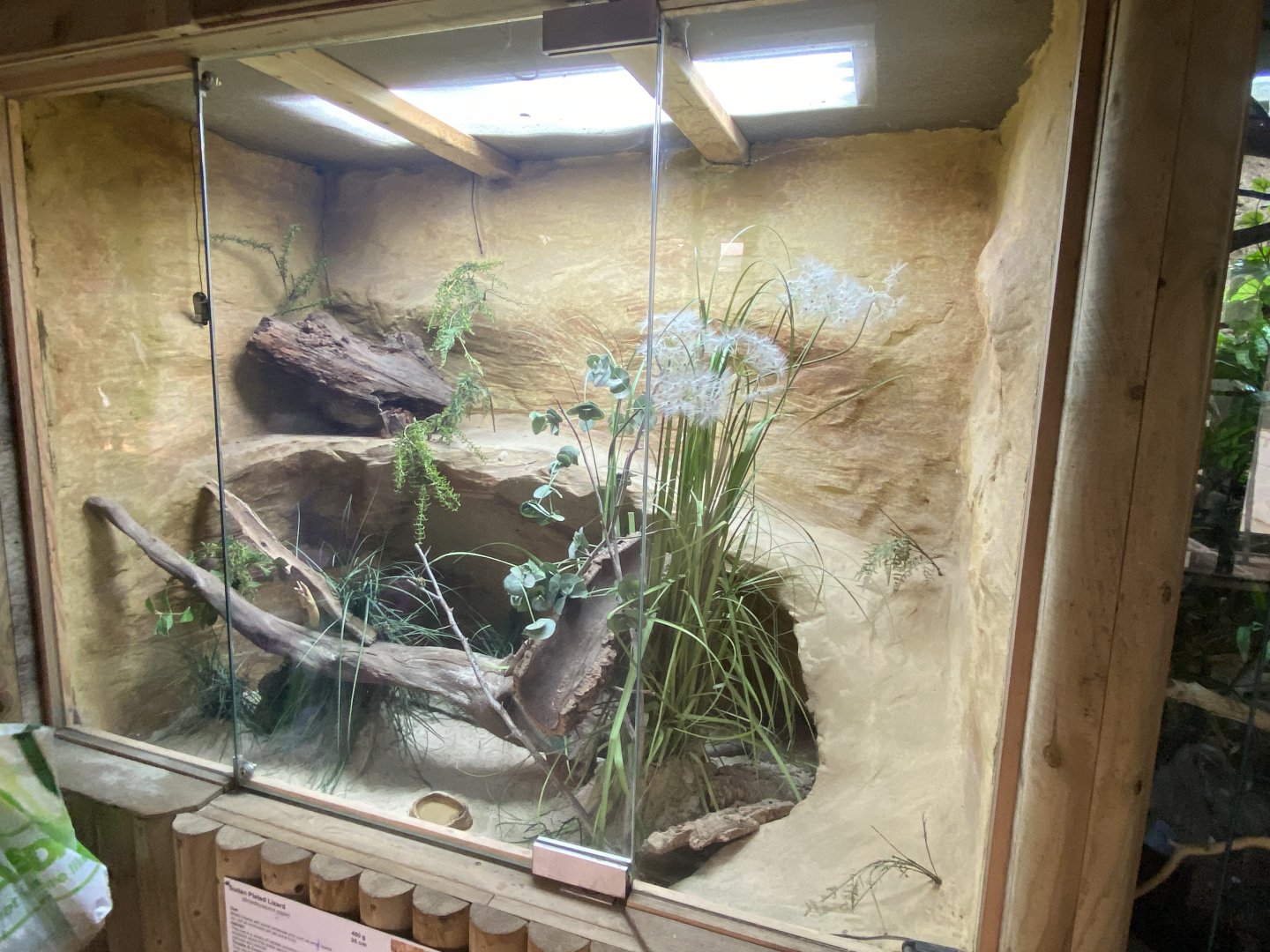 Reptile House - Sudan plated lizard exhibit 030924