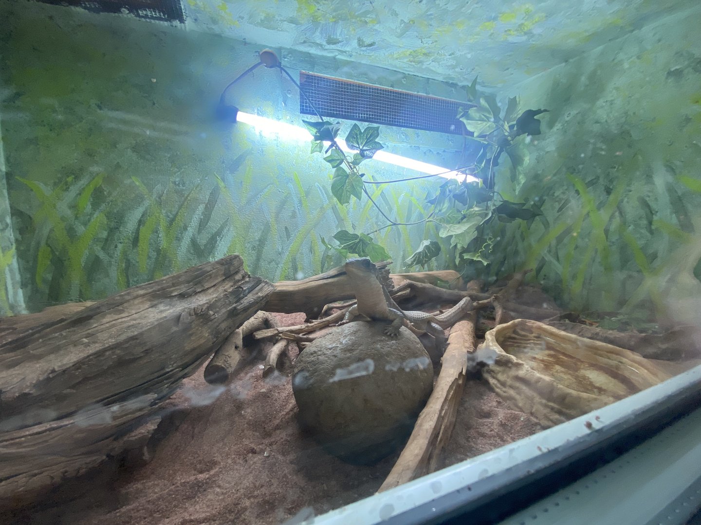 Reptile House - Sudan plated lizard exhibit 231022