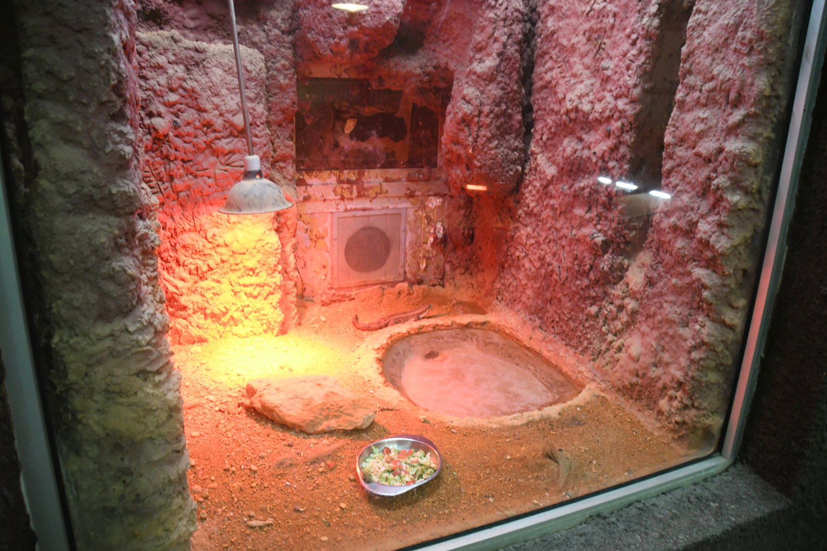 Reptile House (Sudan Plated Lizard exhibit)