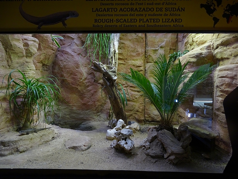Reptile House - Sudan Plated Lizards