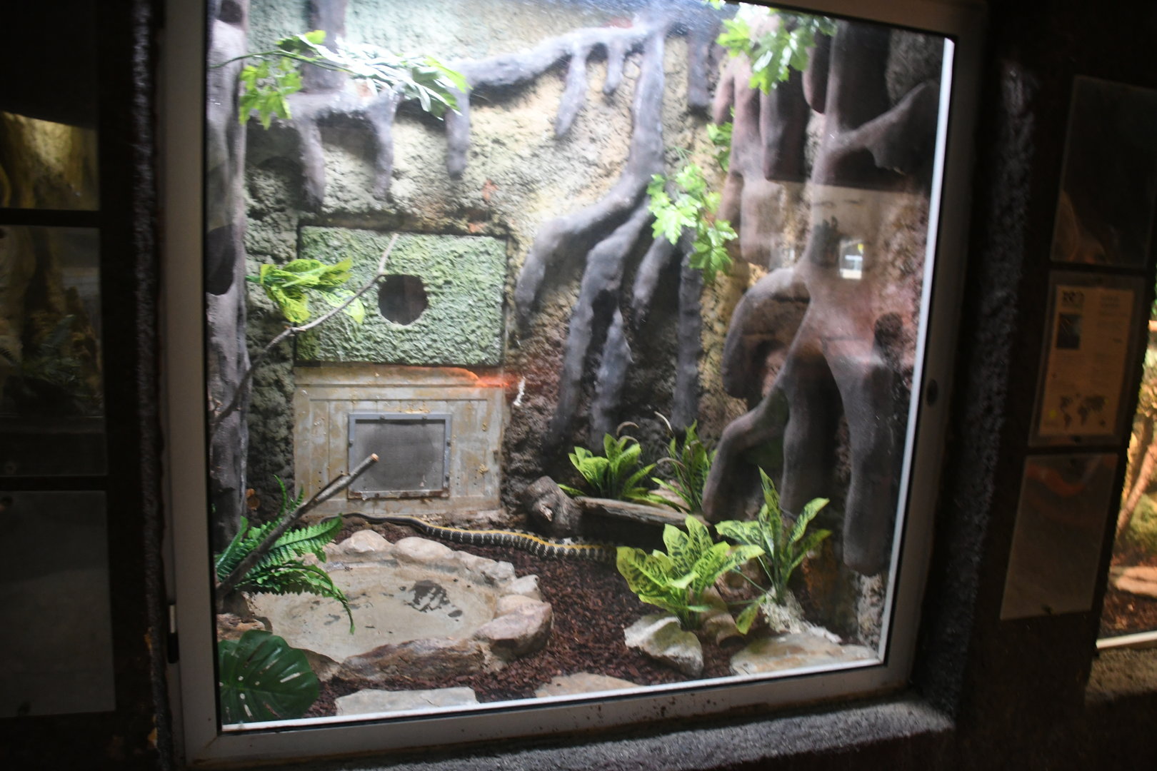 Reptile House (Taiwanese Beauty Snake exhibit)