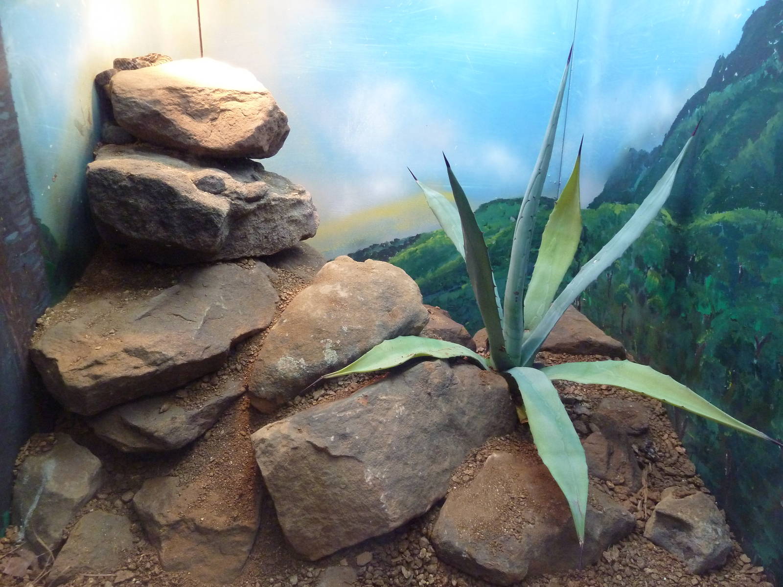 Reptile House - Tamaulipan Rock Rattlesnake Exhibit