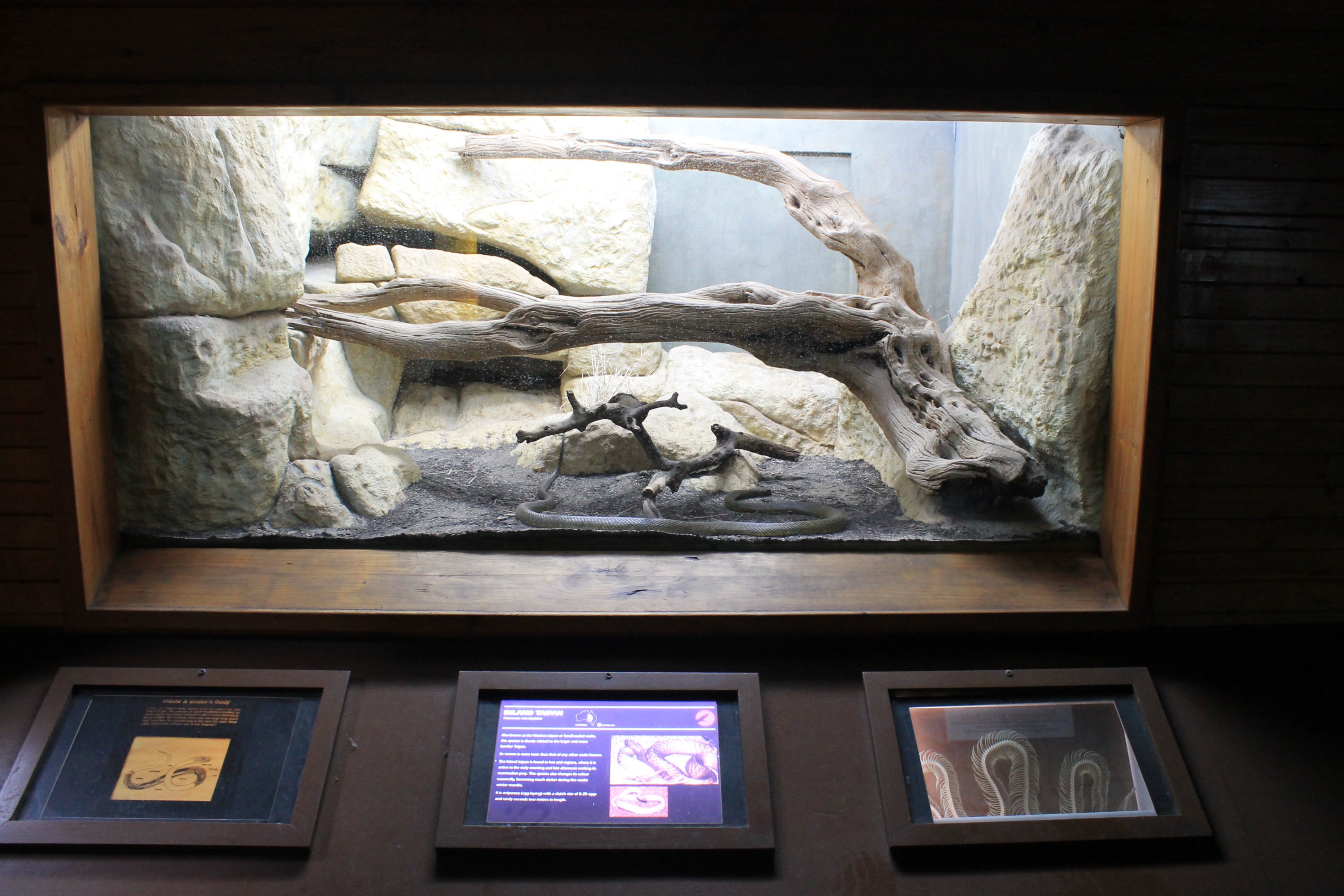 Reptile House tank example (Inland Taipan)