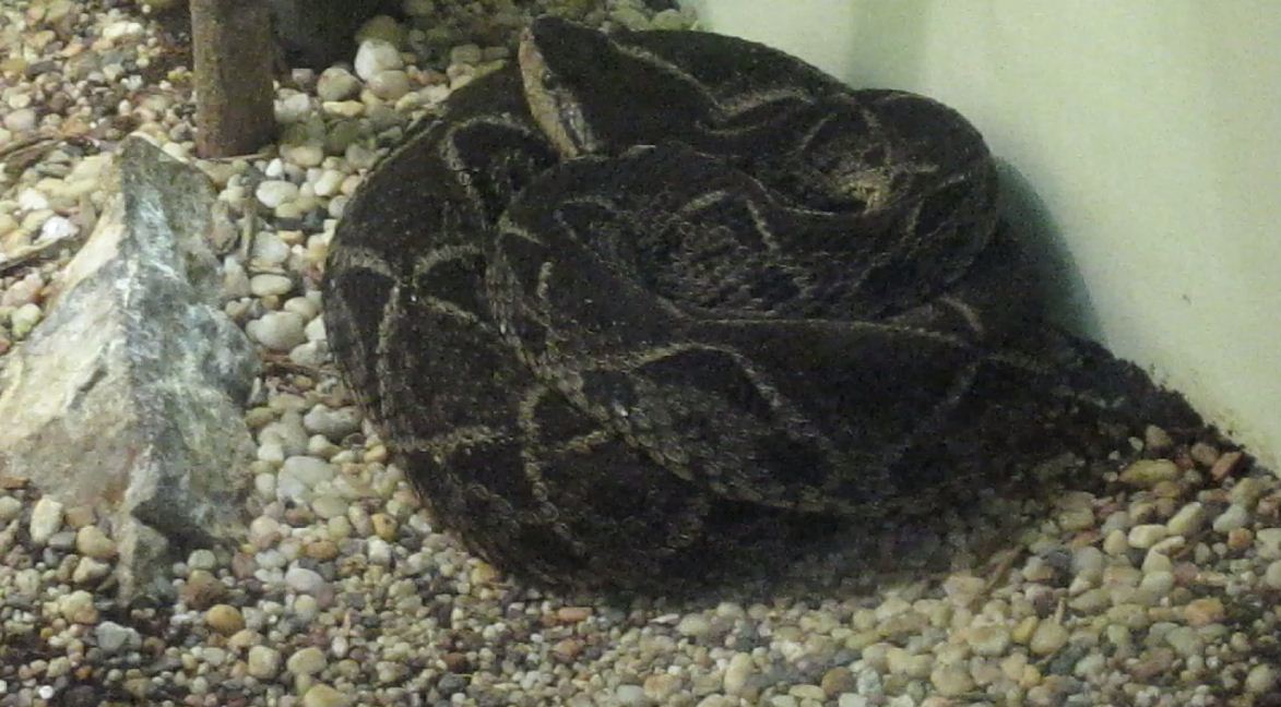Reptile House-Terciopelo