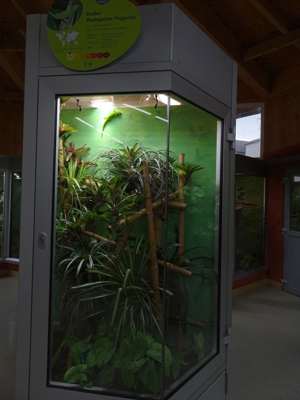 Reptile House: Terrarium for Madagascar day gecko