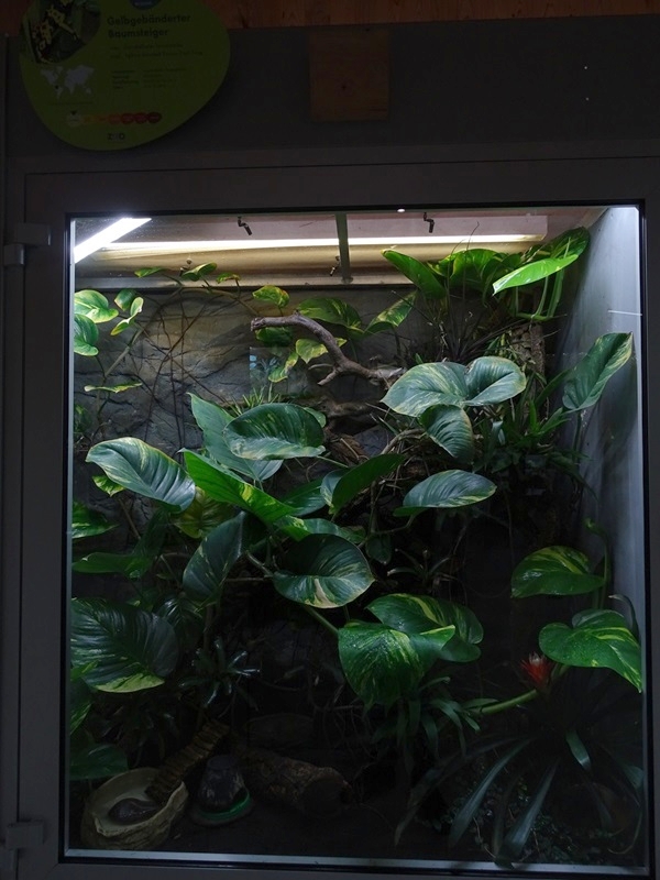 Reptile House: Terrarium for yellow-banded poison frogs