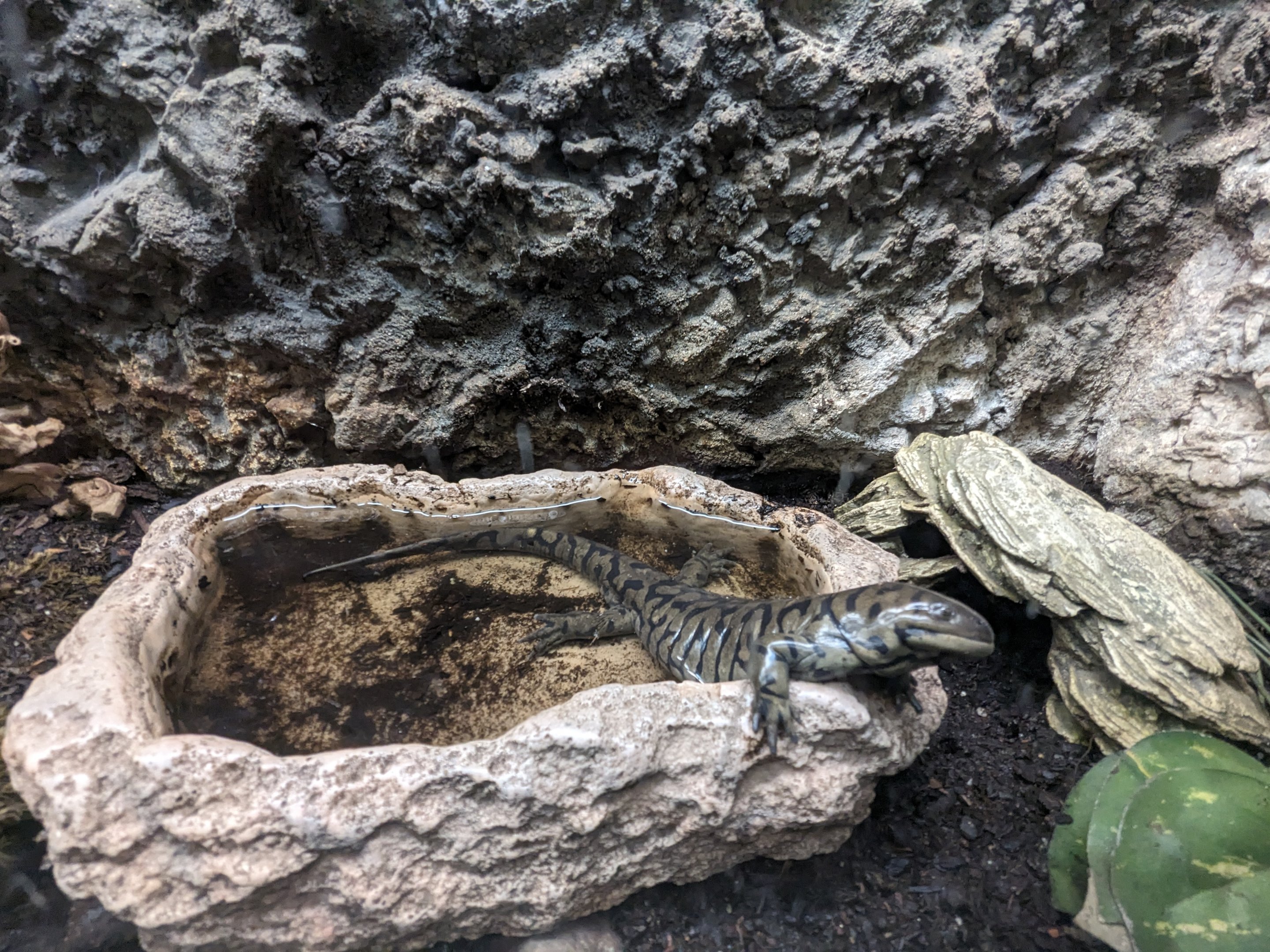 Reptile House - Tiger salamander