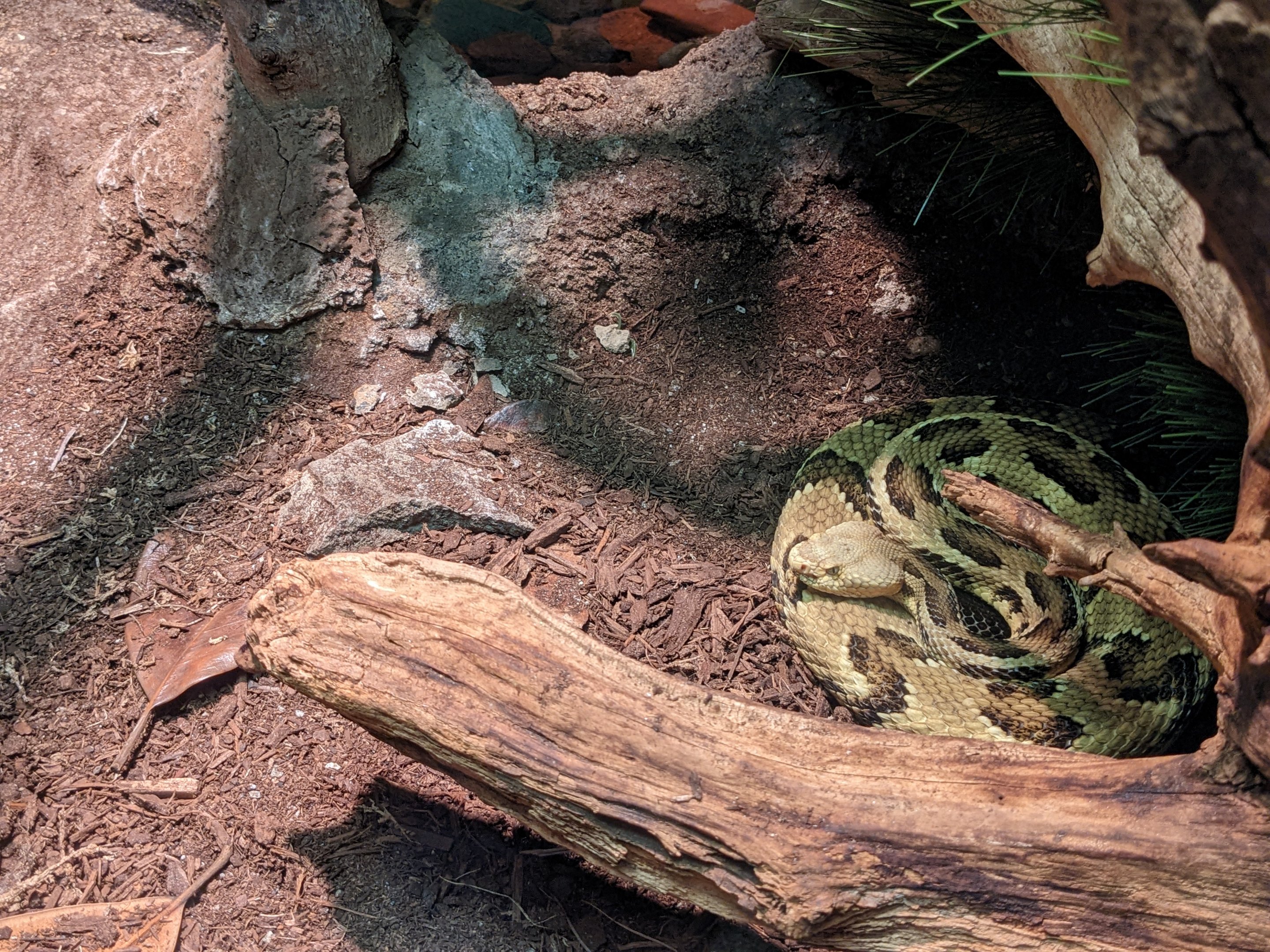 Reptile House - Timber rattlesnake