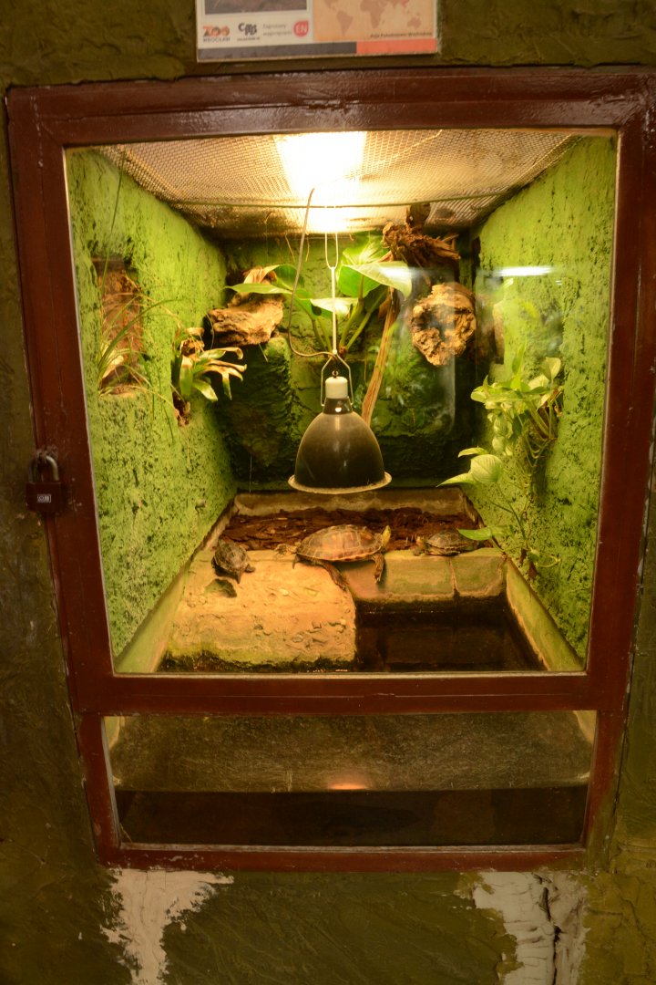 Reptile house - tiny turtle tank