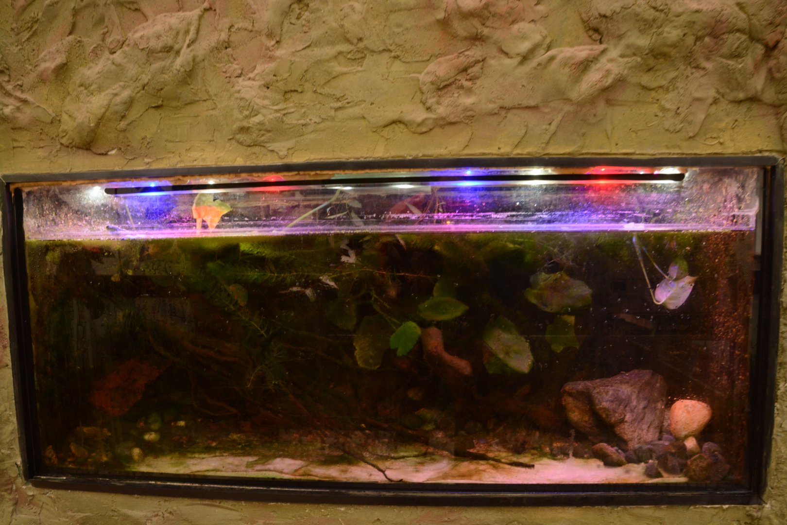 Reptile house - Titicaca Frog tank